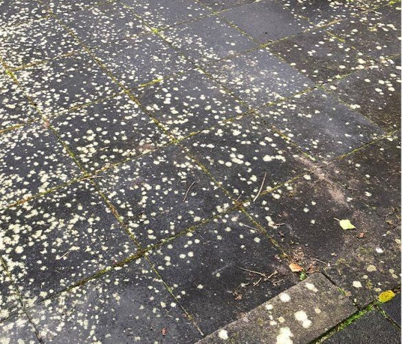 Terras voor reiniging